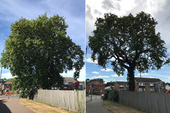 Tree Maintenance & Landscaping