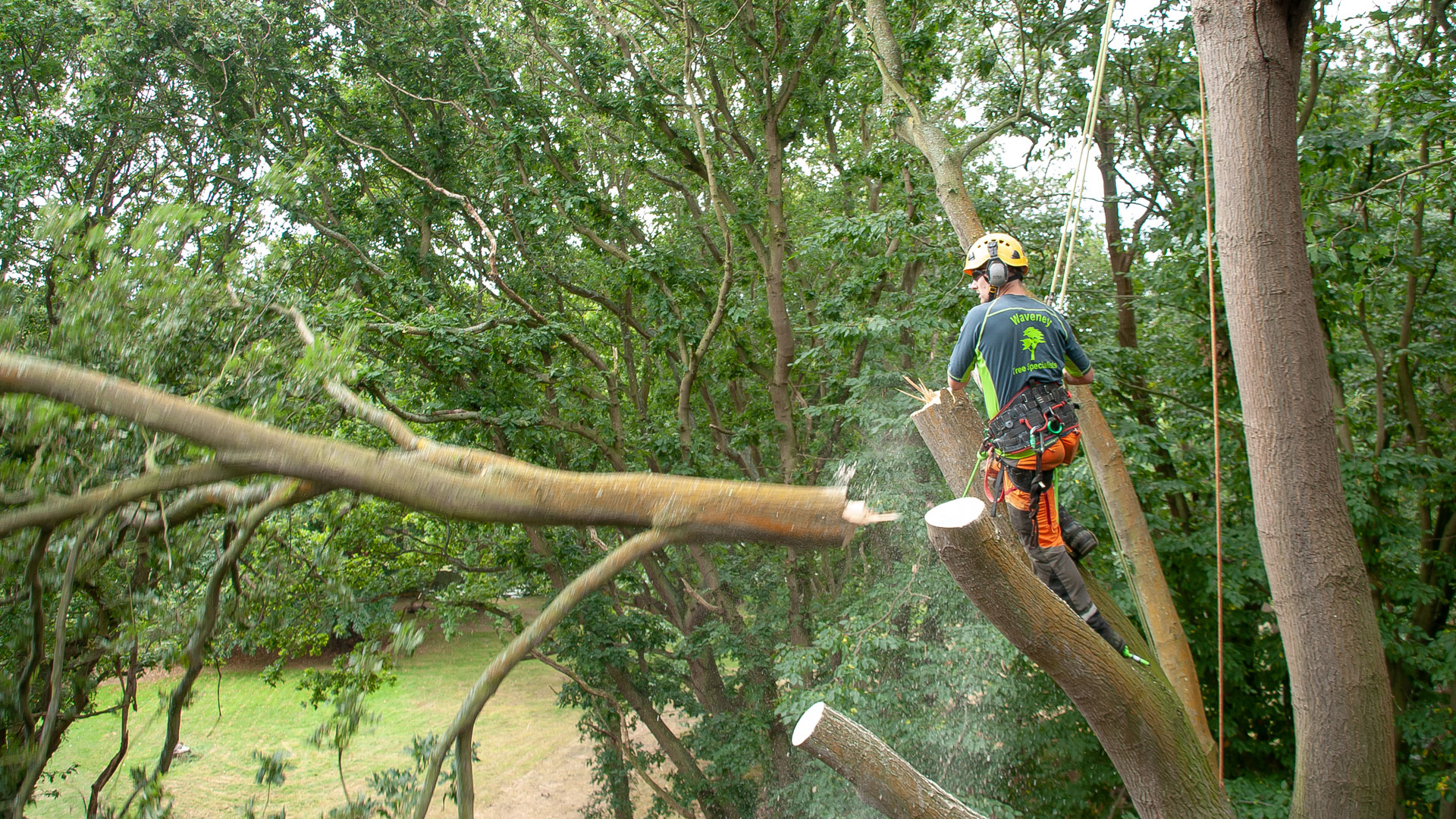 Waveney Tree Specialists Ltd